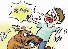 如遇惡犬咬人該怎么辦？這些知識(shí)也許能救命！